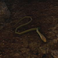 ON-creature-River Snake.jpg
