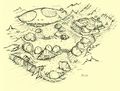 Thumbnail for version as of 05:49, 29 December 2007