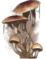 ON-concept-Mushroom.png