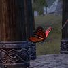 ON-pet-Monarch Butterfly.jpg