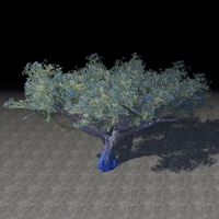 ON-furnishing-Tree, Azureblight Acacia.jpg