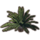 ON-icon-furnishing-Plant, Cask Palm.png