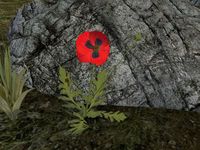 TD3-flora-Red Poppy.jpg