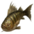 ON-icon-fish-Perch.png