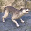 ON-pet-Winterhold Wolfhound.jpg