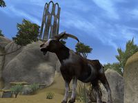 PC3-quest-Calvus' Goat Troubles.jpg