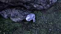OBR-flora-Clouded Funnel Cap.jpg