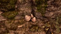 OBR-flora-Blister Pod.jpg