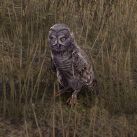 200px-ON-creature-Owl.jpg