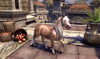 ON-crown store-White-Gold Imperial Pony.jpg