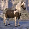 ON-pet-Scruffy Skyrim Paint Pony.jpg