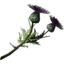 SR-icon-ingredient-Thistle Branch.png