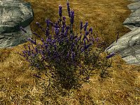 SR-flora-Lavender Plant.jpg