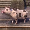 ON-pet-Bruma Spotted Pig.jpg