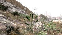 OBR-flora-Arrowroot.jpg