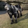 ON-pet-Shadowghost Senche-Panther.jpg