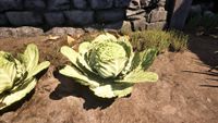 OBR-flora-Lettuce Plant.jpg