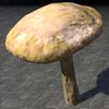 ON-furnishing-Mushroom, Sturdy Milkcap.jpg