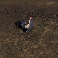 ON-creature-Rooster 03.jpg