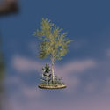 Tall Aspen Tree