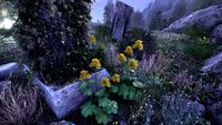 OBR-flora-Lady's Mantle.jpg