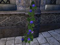 OB-flora-Morning Glory (purple).jpg