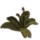 ON-icon-furnishing-Fern, Budding Forest.png
