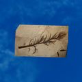 Thumbnail for version as of 01:35, 22 April 2025