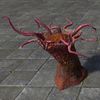 ON-furnishing-Vvardenfell Anemone, Sprout.jpg