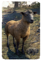 ON-card-Ascadian Umber Sheep.png
