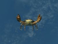 SR-ingredient-Juvenile Mudcrab.jpg