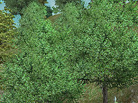 OB-flora-Ironwood Trees.jpg