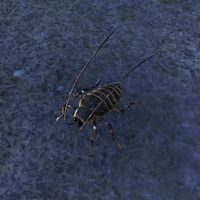ON-creature-Alavlin Beetles.jpg