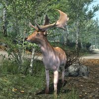 BS5C-creature-Deer.jpg