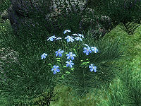 OB-flora-Flax (Blue).jpg