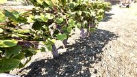OBR-flora-Grape Vine.jpg