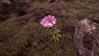 OBR-flora-Peony.jpg