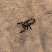 ON-creature-Scorpion.jpg