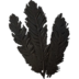 Skyrim Hagraven Feathers The Unofficial Elder Scrolls Pages UESP   72px SR Icon Ingredient Hagraven Feathers 