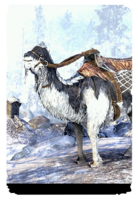 ON-card-Frostbane Camel.png