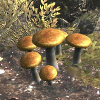 BL-food-Mushroom 03.jpeg