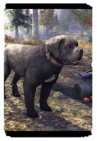 ON-card-Druadach Mountain Dog.png