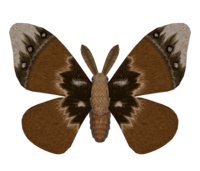 LG-model-Ancestor Moth.png