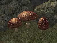 OB-flora-Fly Amanita.jpg