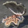 ON-furnishing-Giant Clam, Ancient.jpg
