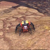 ON-pet-Spotted Plow Spider.jpg