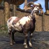 ON-pet-Whiterun Mottled Goat.jpg