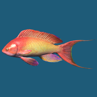 SR-ingredient-Lyretail Anthias.png