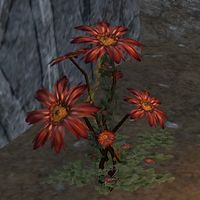 ON-node-Crimson Moonflower.jpg