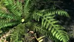 DrJacopo's 3D Sword Ferns and Fiddleheads